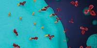 Automating Cell Culture for Therapeutic Monoclonal Antibody Development