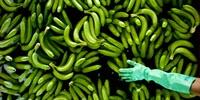 Banana Disease Boosted by Climate Change
