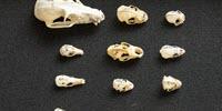 Bats Evolved Diverse Skull Shapes Due to Echolocation, Diet
