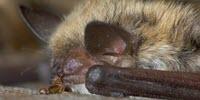 Bedbugs Evolved More Than 100 Million Years Ago—and Walked the Earth with T. Rex