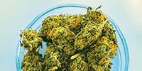 Cannabis Lab Design