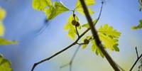 Civil War Plant Medicines Blast Drug-Resistant Bacteria in Lab Tests