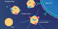 Coat of Proteins Makes Viruses More Infectious, Links Them to Alzheimer's Disease