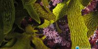 Coral Reefs Can’t Return from Acid Trip
