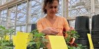 Cracking the Peanut Genome