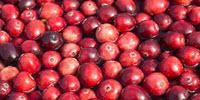 Cranberries Join Forces with Antibiotics to Fight Bacteria