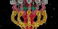 Dangerous Pathogens Use This Sophisticated Machinery to Infect Hosts