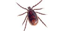 Dogs Contributing to Spread of Rocky Mountain Spotted Fever