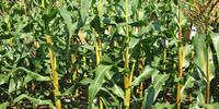Genetic Discovery May Improve Corn Quality, Yields
