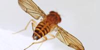 High-Sugar Diet Deadens Sweet Tooth, Promotes Overeating in Flies