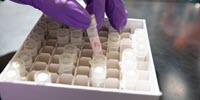 How the Pursuit of Carbs Changed Mammals’ Genes and Saliva