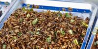 Lab-Grown Insect Meat and the Future of Food