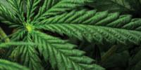 Laboratory Gas Generators Keep Up with Increasing Demands for Cannabis Testing