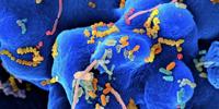 Like a Lot of Things, Women's Gut Microbiomes Appear to Mature Earlier than Men's
