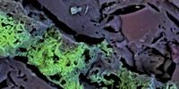 New Solution for Scanning Electron Microscopes Includes Immediately Available Color Images for Fast Analyses, Highly Precise Data