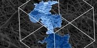 New Understanding of How Cells Form Tunnels May Help in Treating Wounds, Tumors