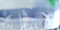 Over-Fed Bacteria Make People Sick