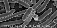 Research Deepens Understanding of Gut Bacteria’s Connections to Human Health, Disease