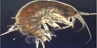 River Wildlife Contain Cocaine, Pharmaceuticals, and Pesticides