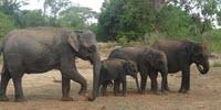Scientists Propose Rethinking 'Endangered Species' Definition to Save Slow-Breeding Giants