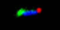 Self-Healing DNA Nanostructures