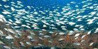 Shipwrecks off NC Coast Harbor Tropical Migrants
