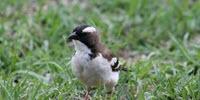 Study Predicts Shift to Smaller Animals over Next Century