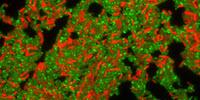 The Extraordinary Powers of Bacteria Visualized in Real Time