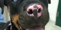 The Healing Power of Fish Skin for a Dog Named Stella