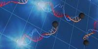 A Rapid, Easy-To-Use DNA Amplification Method at 37°C