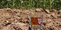 Corn Breeder Looking to Build a Better Bourbon