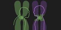 Dark Centers of Chromosomes Reveal Ancient DNA