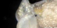Egg-Sucking Sea Slug from Florida's Cedar Key Named after Muppets Creator Jim Henson