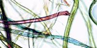 Estimating Microplastic Consumption