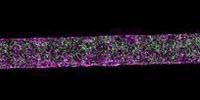 First Blood-Brain Barrier Chip Using Stem Cells Developed