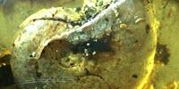 First-Of-Its-Kind Ammonite in Amber Offers Rare Glimpse of Ancient Sea Life