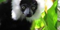 Global Commodities Trade and Consumption Place the World's Primates at Risk of Extinction