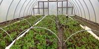 High Tunnels for Specialty Crops: The Hope and the Hindrance