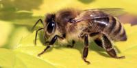 Honey Bee Colonies Down by 16%