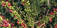 Managing the Ups and Downs of Coffee Production