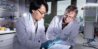 Molecular Scissors Stabilize the Cell's Cytoskeleton