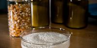 New NIST Reference Material Aims to Improve Food Safety in Corn Products