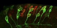 Research Sheds New Light on How Brain Stem Cells are Activated