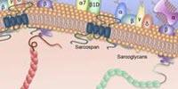 Researchers' Discovery Could Lead to Improved Therapies for Duchenne Muscular Dystrophy