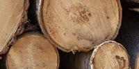 Researchers Testing Ways to Make Aspen-Dominated Forests Resilient to Climate Change