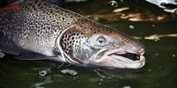 Salmon Get a Major Athletic Boost via a Single Enzyme