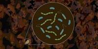 Scientists Hit Pay Dirt with New Microbial Research Technique