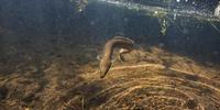 Toxic Metals Found in Reproductive Organs of Critically Endangered Eels