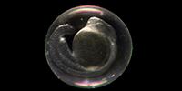 Tracking Life's First Step: Two Molecules 'Awaken' Brand New Genome