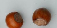 What Are Some Challenges of Breeding Flavorful Food Crops?